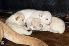転載記事：トビリシの動物園で真っ白ふわふわ！激カワのホワイトライオン赤ちゃんが誕生
