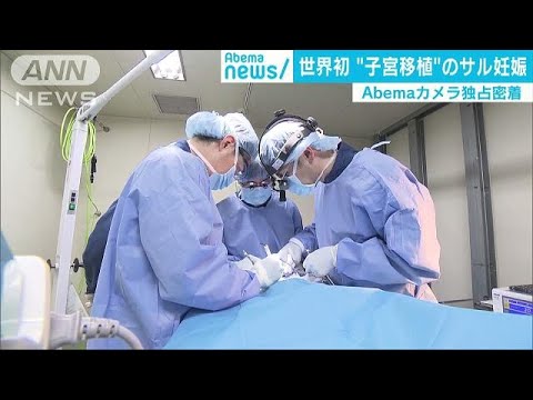 “子宮移植後”のサルで初の妊娠に成功・・・でも人間ではいつ可能に？