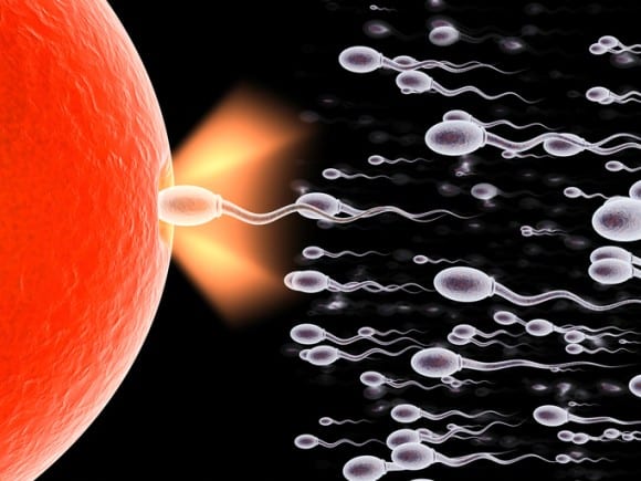 最強の精子を捕まえるトラップが考案された！？
