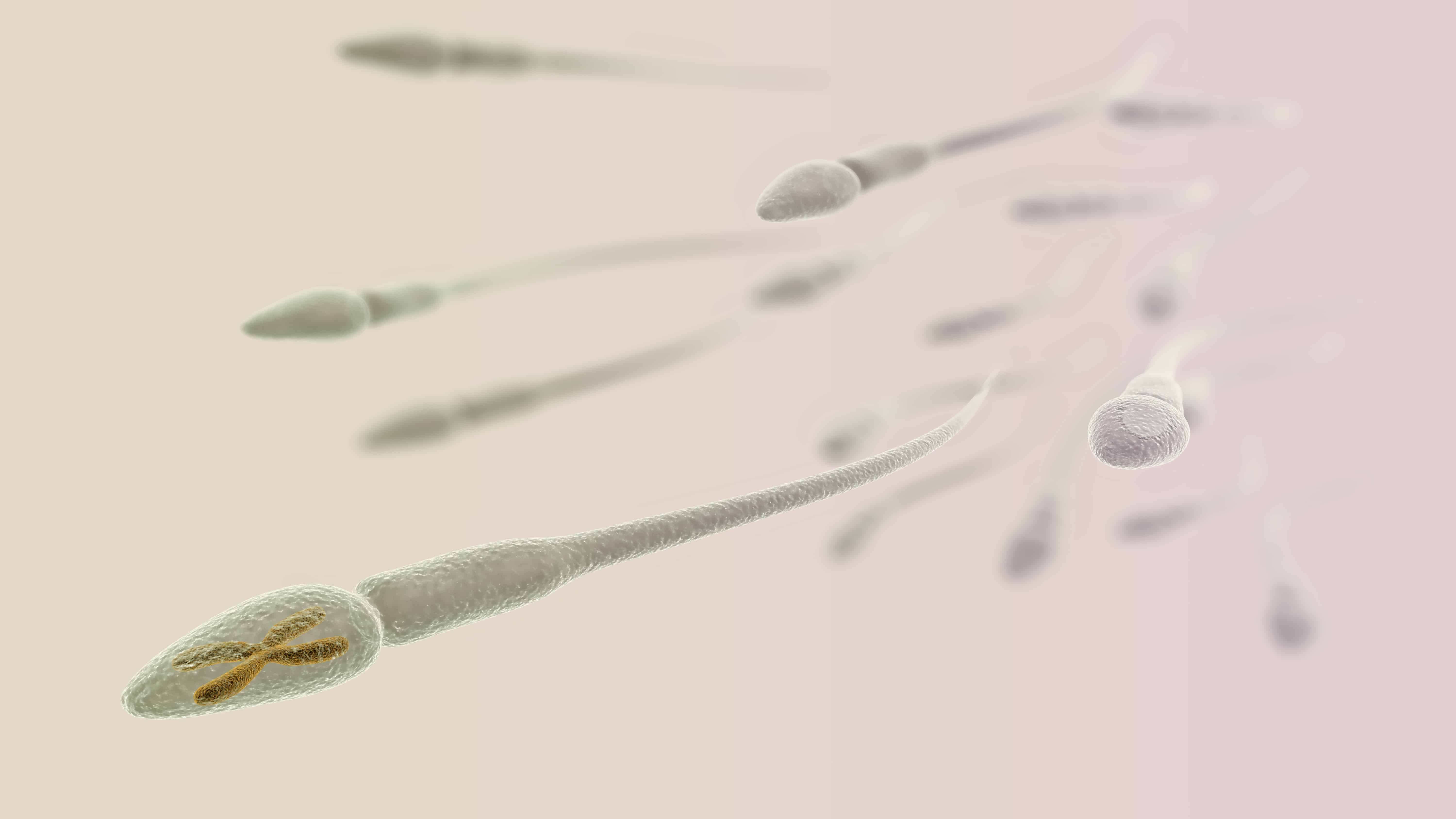 ココが知りタイIVF「無精子症なのですが、精子採取は出来ますか？」
