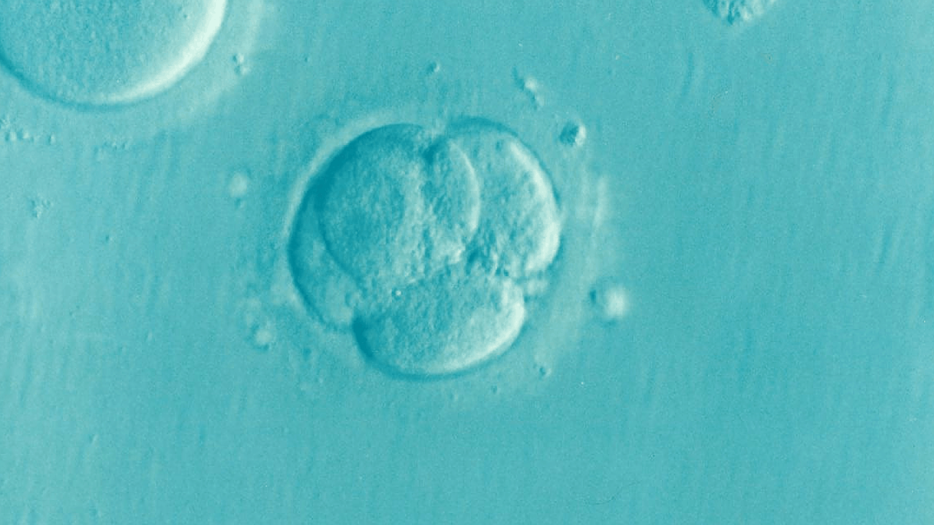 ココが知りタイIVF「凍結胚に保存の限界はありますか？」